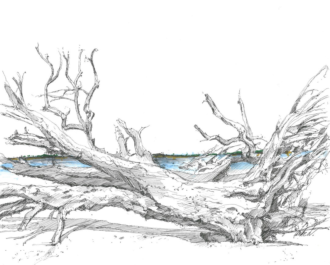 Jekyll Island Driftwood Beach Print Coastal Beach Etsy