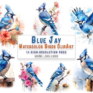 Blue Jay Birds Clipart Watercolor Bundle High-Resolution Clipart Collection Printable Wall Art for Design Commercial Use - Gift