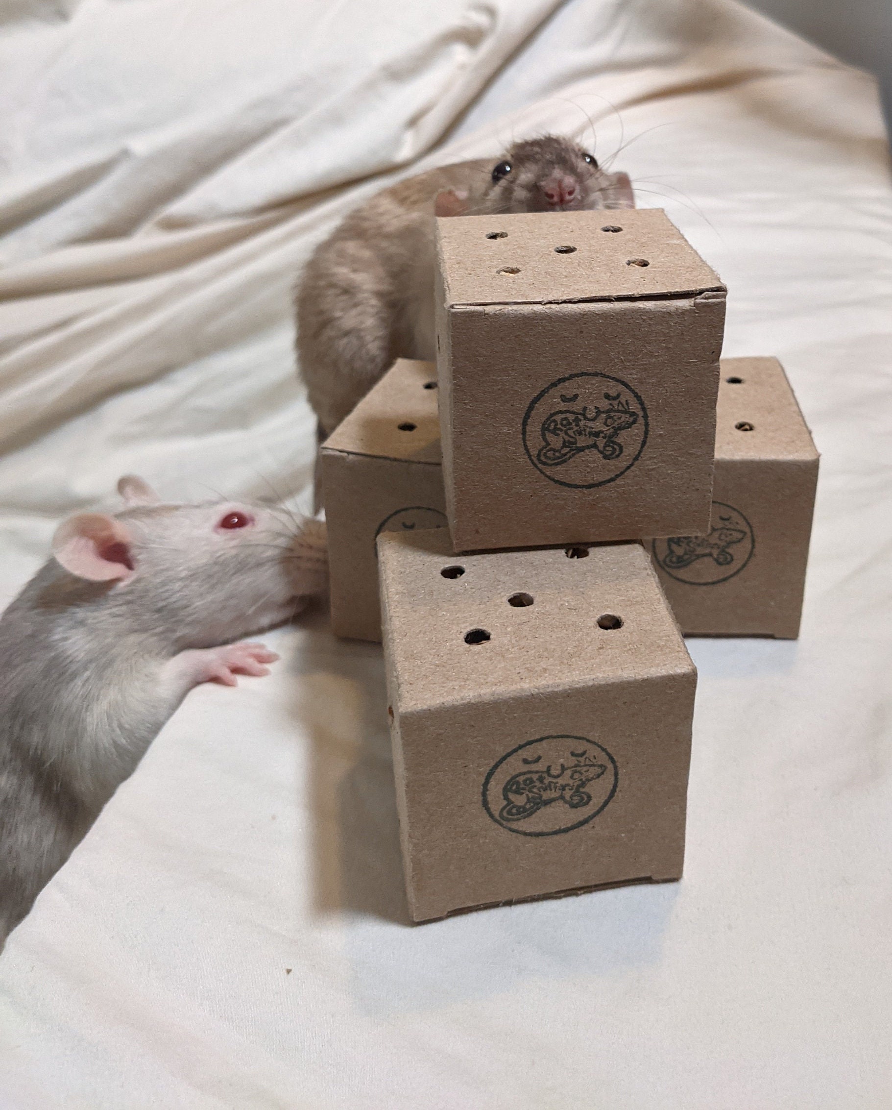 5 Foraging Cube Toys for Rats, Mice, Hamsters, Single Layer Cardboard