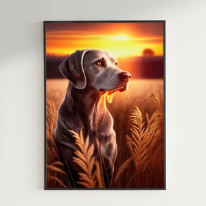 Op de afbeelding: Een grijze Weimaraner staat in een veld met hoog gras en kijkt naar de ondergaande zon. De lucht is fel oranje en geel, met een paar wolken.