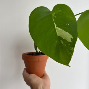 MONSTERA ALBO - 6 inches