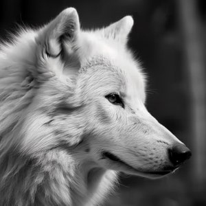 Puede incluir: Fotografía en blanco y negro de un lobo blanco de perfil. El pelaje del lobo es denso y texturizado, con un enfoque en el ojo y la nariz del animal. El fondo está desenfocado.