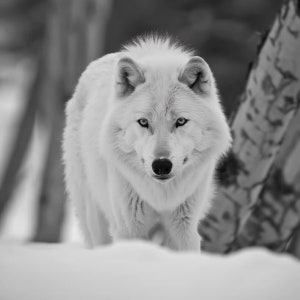 Może przedstawiać: Czarno-białe zdjęcie białego wilka w zaśnieżonym otoczeniu. Wilk, z gęstym futrem, patrzy prosto w obiektyw. Tło jest rozmyte, sugerując leśne otoczenie.