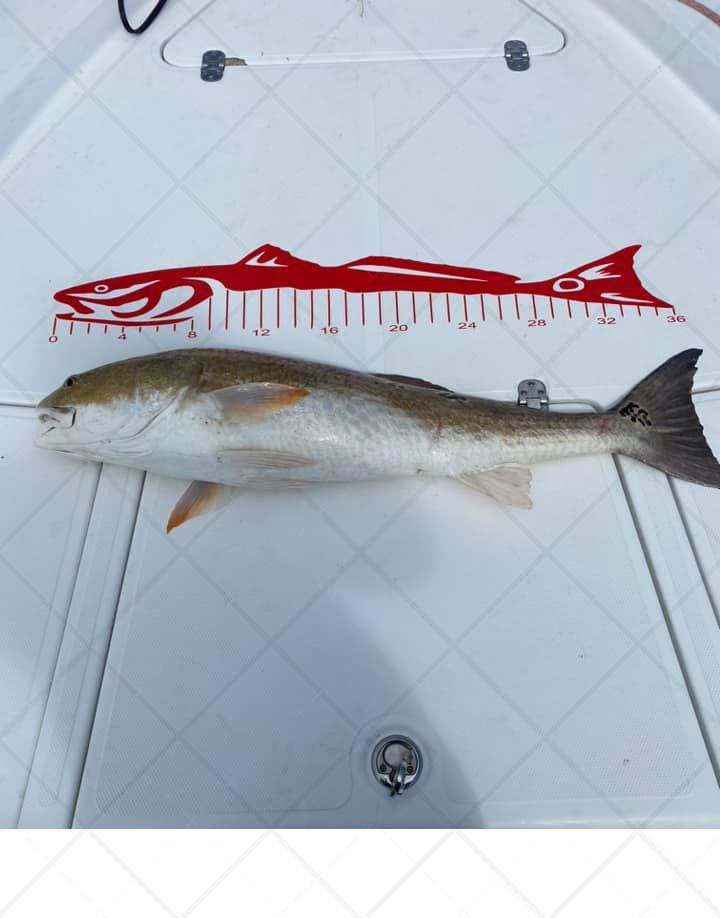36 Inch Redfish Red Drum Ruler SVG File, Boat Ruler, Fishing Ruler ...