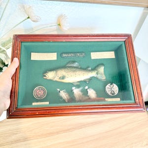 May include: A rectangular wooden shadow box frame with a dark brown finish containing a three-dimensional model of a rainbow trout, two circular fishing reels, and three feathered fishing flies on a green felt background with descriptive text.