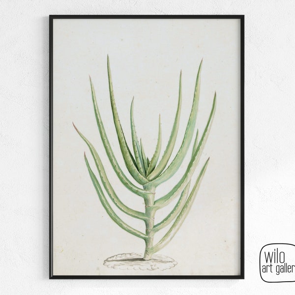 Botanical Watercolor of South African "Airplane Plant" | DIGITAL DOWNLOAD, botanical prints, plant art, botany drawings, succulent wall art