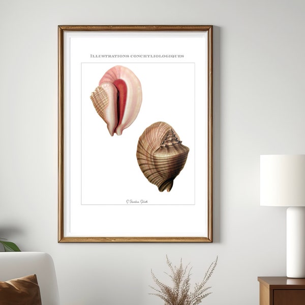 Vintage Conch Shell Print ~ Various types of shells ~ Encyclopedia ~ Educational ~ Tropical Wall Decor ~ Ocean Wall decor ~ Mermaidcore Wall