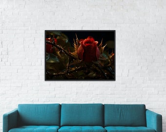 High Resolution Rose Smart TV or Desktop Backgrounds - Ready to Print (1 extra free)