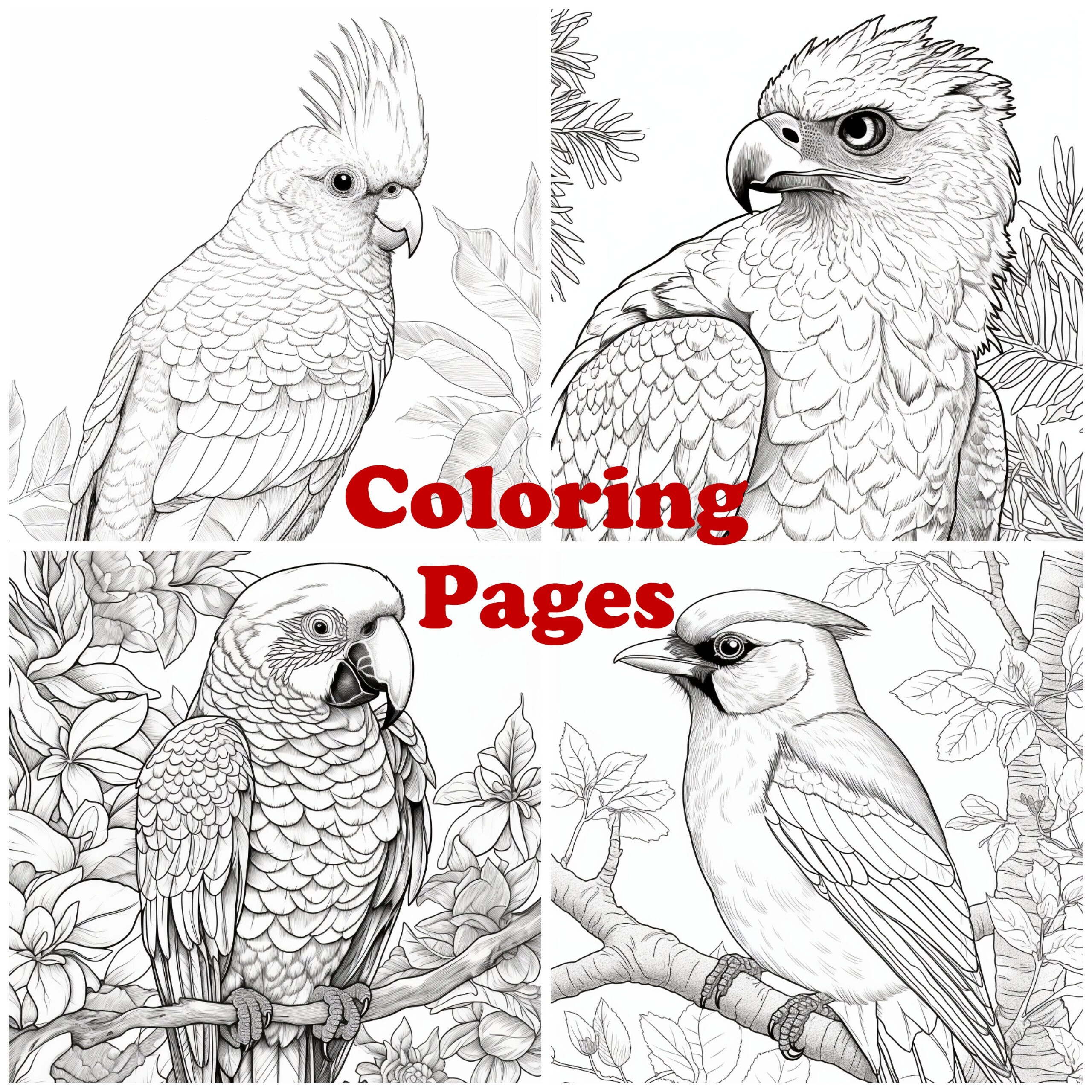 Bird Coloring Pages, Bird Coloring Sheets, Bird Art, Bird Coloring Book ...