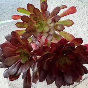 3 Arboreum Aeonium Succulent Black Rose Zwartkopf 3-4&quot; Fresh Cutting No Root