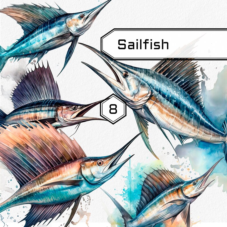 8 PNG & JPG Sailfish Clipart Great for Sea Life Themes Wall - Etsy