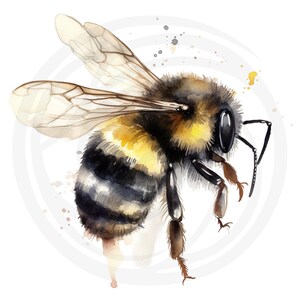 Puede incluir: Una pintura de acuarela de un abejorro con rayas negras y amarillas, cuerpo peludo marr&oacute;n y alas transparentes. La abeja est&aacute; en vuelo con las patas extendidas.
