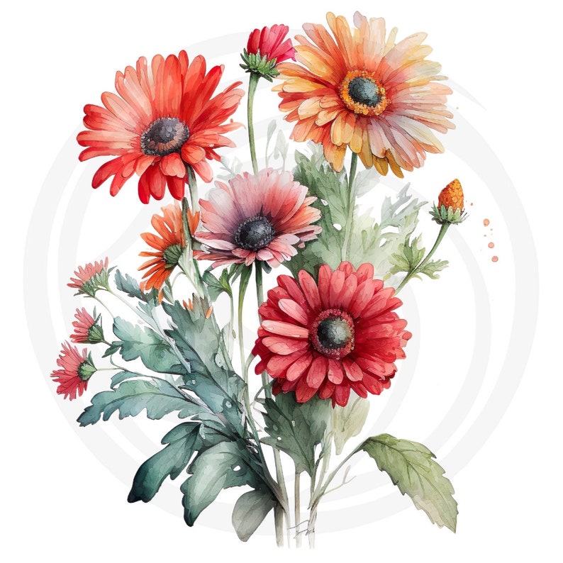 Daisy Flowers Clipart - 21 High Quality Jpgs - White & Transparent ...