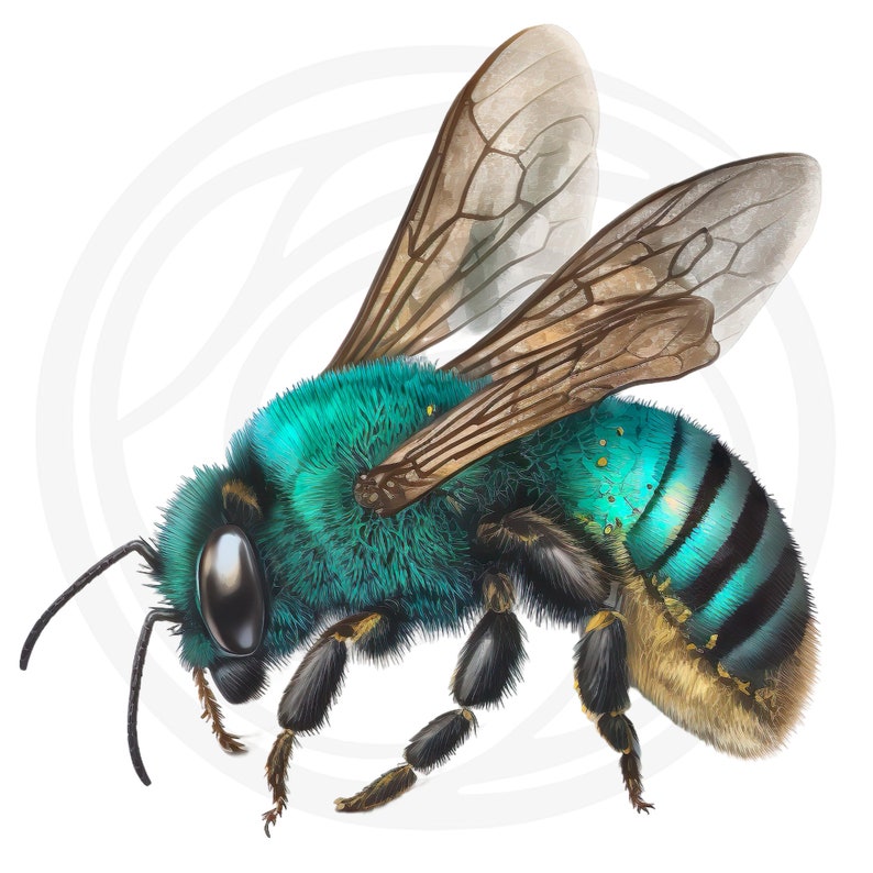 Puede incluir: Primer plano de una abeja verde y azul con patas negras y alas marrones. La abeja es peluda y tiene un cuerpo brillante e iridiscente.