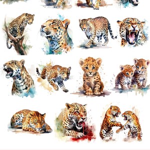 May include: A collection of 15 watercolour illustrations of jaguars in various poses, including a jaguar cub, a jaguar with its mouth open, and a jaguar lying down. The illustrations are set against a white background with watercolour splatters.
