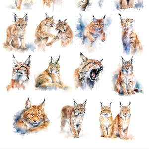 May include: A digital clip art set of 15 watercolor illustrations of lynx. The lynx are depicted in various poses, including sitting, standing, and jumping. The illustrations are in shades of brown, white, and black.