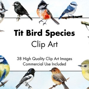 Meise Vogelarten Clipart - 38 hochwertige JPGs - weißer und transparenter Hintergrund - Aquarell Illustration - Download - kommerzielle Nutzung