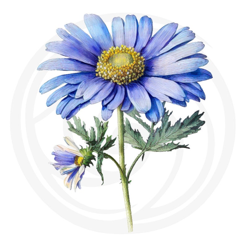 Daisy Flowers Clipart - 21 High Quality Jpgs - White & Transparent ...