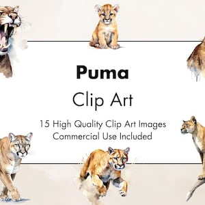 Cougar Puma Clipart- 15 High Quality JPGs - White & Transparent Background - Watercolor Illustration- Digital Download - For Commercial Use