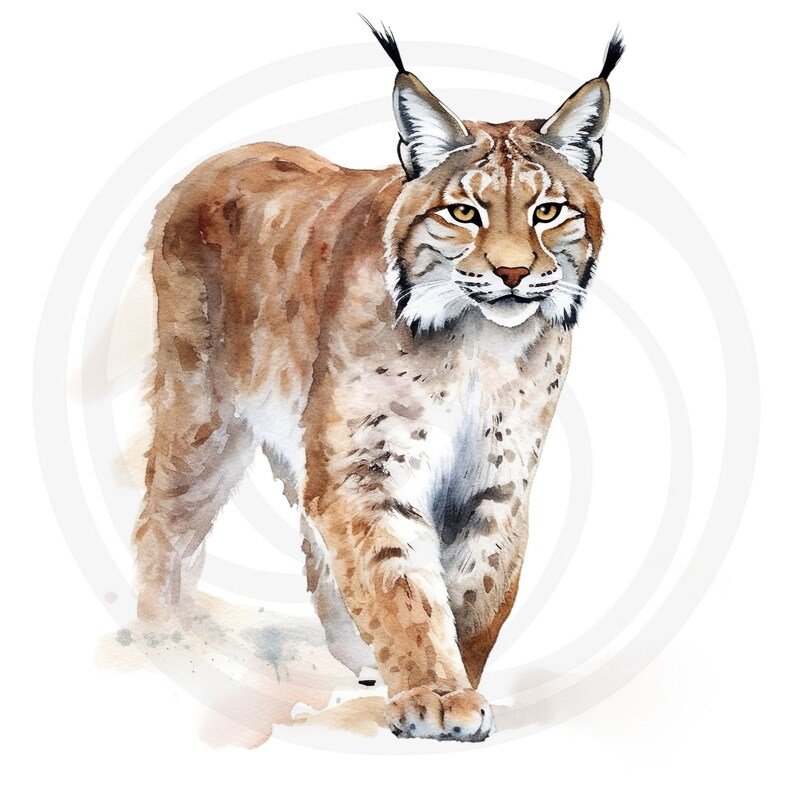 May include: A watercolor painting of a lynx walking towards the viewer. The lynx is brown with black spots and has large, pointed ears. The background is a soft, white watercolor wash.
