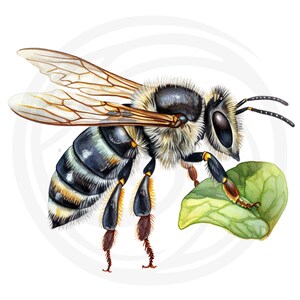 Puede incluir: Una pintura de acuarela de una abeja con rayas negras y amarillas, posada sobre una hoja verde. La abeja tiene patas peludas y un cuerpo peludo.