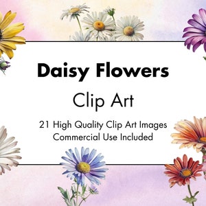 Daisy Flowers Clipart - 21 JPG de alta calidad - Fondo blanco y transparente - Ilustración de acuarela - Descargar - Uso comercial