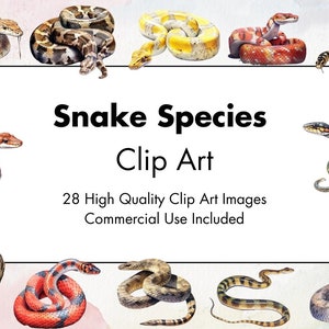 Clipart de espécies de cobra - 28 JPGs de alta qualidade - Fundo branco e transparente - Ilustração em aquarela - Download - Uso comercial