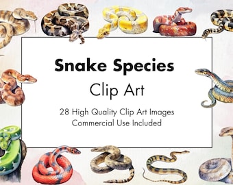 Snake Species Clipart - 28 High Quality JPGs - White & Transparent Background - Watercolor Illustration - Download - Commercial Use