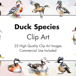 Duck Species Clipart - 25 High Quality JPGs - White & Transparent Background - Watercolor Illustration - Download - Commercial Use
