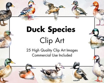Duck Species Clipart - 25 High Quality JPGs - White & Transparent Background - Watercolor Illustration - Download - Commercial Use