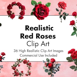 Imágenes prediseñadas de flores de rosas rojas realistas - 36 PNG de alta calidad - Fondo blanco y transparente - Imágenes realistas - Uso comercial