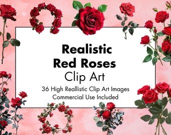 Imágenes prediseñadas de flores de rosas rojas realistas - 36 PNG de alta calidad - Fondo blanco y transparente - Imágenes realistas - Uso comercial