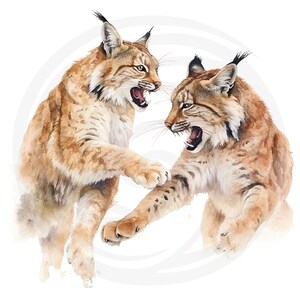 May include: Two brown and tan lynx with white markings are facing each other with their mouths open, showing their teeth. They are in a playful fight, with one lynx's paw raised in the air.