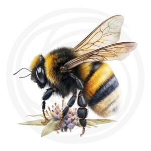Puede incluir: Primer plano de un abejorro con rayas negras y amarillas, aterrizando en una flor morada. La abeja tiene pelo negro peludo y alas transparentes.