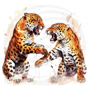 May include: Two jaguars with orange and black spotted fur are facing each other with their mouths open in a watercolour painting. The jaguars are painted on a white background with brown watercolour splatters.