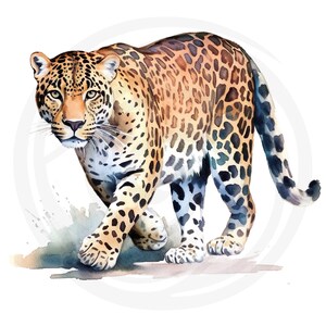 May include: A watercolour painting of a leopard walking towards the viewer. The leopard has a brown and black spotted coat and is set against a white background.
