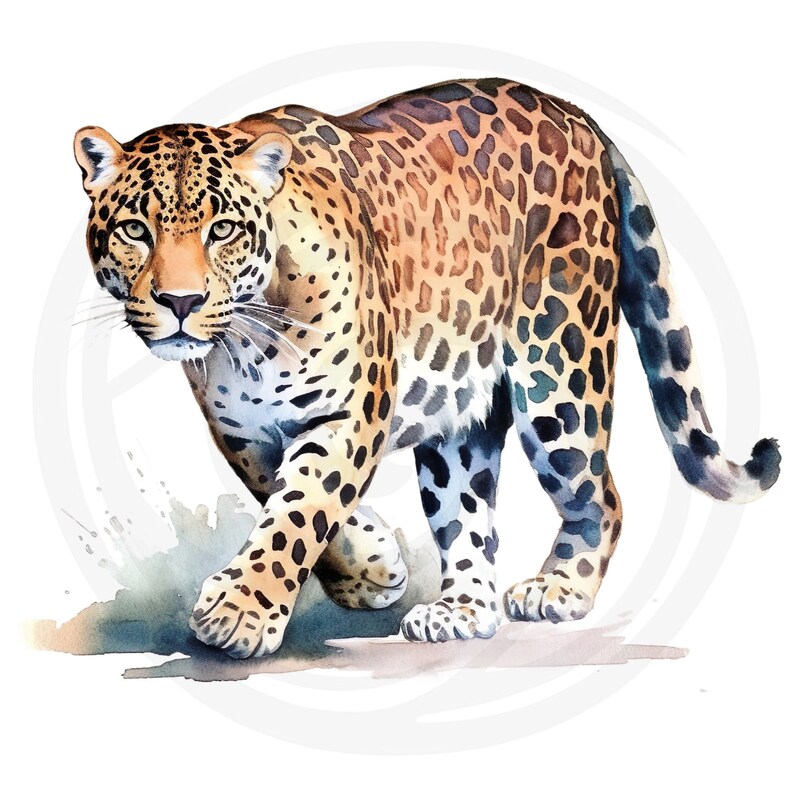 May include: A watercolour painting of a leopard walking towards the viewer. The leopard has a brown and black spotted coat and is set against a white background.