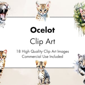 Può includere: Un set di 18 immagini clip art di ocelot in acquerello. Gli oceloti sono raffigurati in varie pose, tra cui un gattino giocoso, un adulto feroce e un ocelot rilassato nell'erba. Il testo "Ocelot Clip Art" e "18 immagini clip art di alta qualità Uso commerciale incluso" è visualizzato su uno sfondo bianco.
