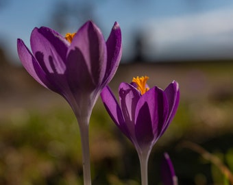 Die zarte Pracht des Krokus: Eine Ode an die Frühlingsblüte