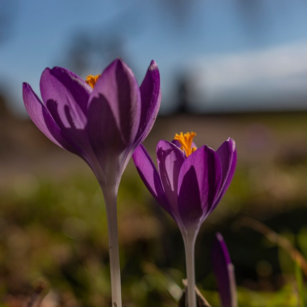 Die zarte Pracht des Krokus: Eine Ode an die Frühlingsblüte