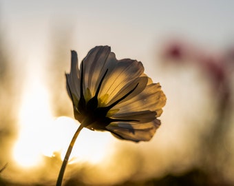 Mooie foto van een bloem met achtergrondverlichting. Bloem in een veld. Sfeer met achtergrondverlichting in de avond. Natuurfotografie.