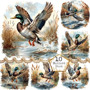 JPEG Pato Mallard Acuarela Pato Mallard Volando de un Lago Pato Salvaje Clipart Pared Arte Descarga Instantánea Papel Craft Junk Journal Scrapbooking