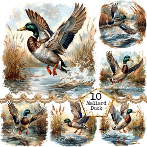 Quadro Su Tela Mallard Duck – Stampa Artistica Con Germano Reale, 35,6x35,6 Cm, Realizzato A Mano