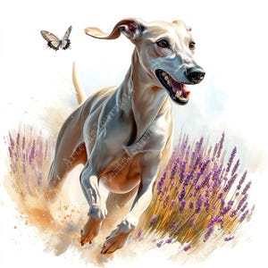 May include: A beige dog with a long snout runs through a field of lavender flowers. The dog has its mouth open and tongue out, as if it is panting. A butterfly flies above the dog.