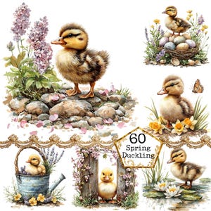 May include: A collection of watercolour illustrations featuring ducklings in spring scenes. One duckling stands on rocks near lilac flowers, others are near eggs, water, and floral arrangements. The text "60 Spring Duckling" is in a gold frame.