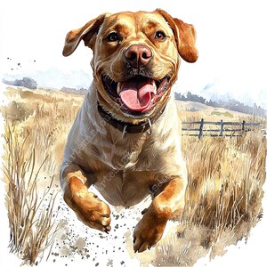 May include: A golden labrador retriever dog runs through a field of tall grass with its tongue out and a happy expression on its face.