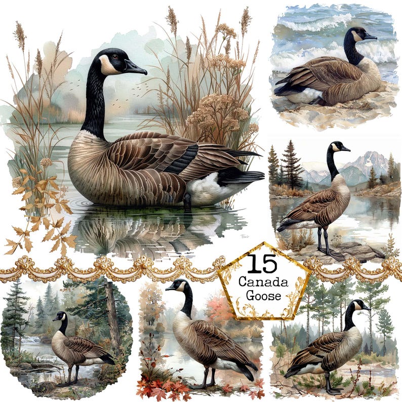 JPEG Canadian Goose Wild Canada Goose Sublimation JPEG Goose at the ...