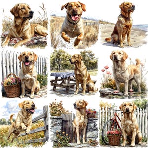 May include: Nine Labrador Retriever dogs in various poses, including sitting, standing, and jumping. The dogs are all golden in color and have black noses. The background is a variety of outdoor settings, including a park, a beach, and a forest.