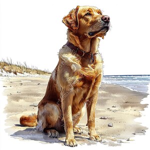 May include: A golden retriever dog sits on a sandy beach, looking out at the ocean. The dog has a brown leather collar and is facing the right side of the image.