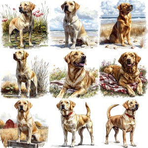 May include: A collection of nine Labrador Retriever dog illustrations. The dogs are depicted in various poses and settings, including a beach, a field, and a forest. The illustrations are done in a realistic style with detailed fur and facial expressions.